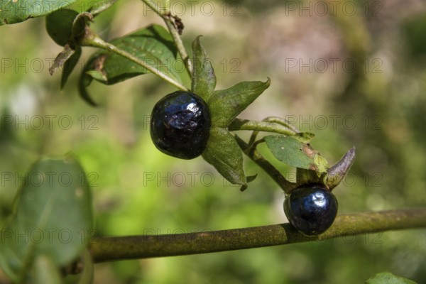 Belladonna (Atropa belladonna), fruits, Bavaria, Germany