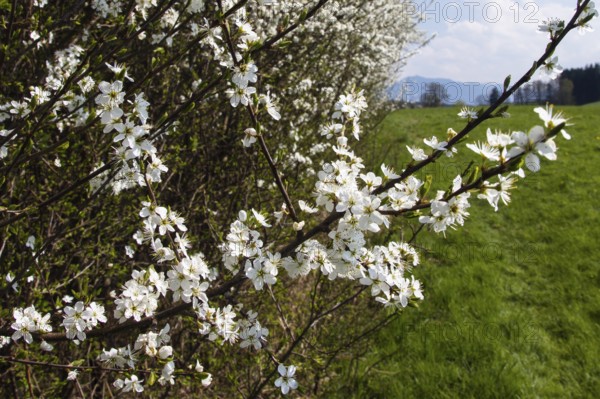 Blackthorn, blackthorn (Prunus spinosa), hedge flowering, Upper Bavaria, Germany