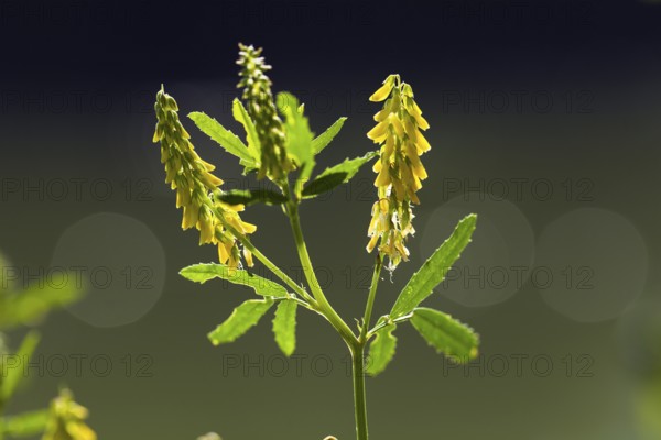 Melilot (Melilotus officinalis), flowers, Upper Bavaria, Germany
