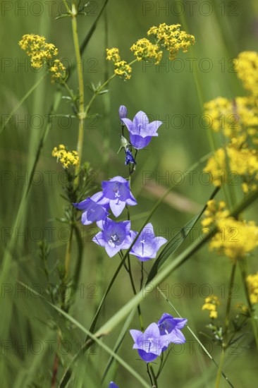 Round-leaved bellflower (Campanula rotundifolia), Lady's bedstraw (Galium verum), Upper Bavaria, Germany