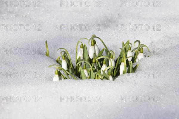 Snowdrop (Galanthus nivalis) in the snow, early spring, Upper Bavaria, Germany