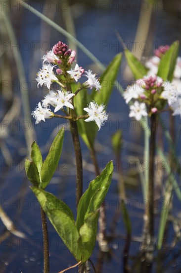 Feverfew (Menyanthes trifoliata), fen, Upper Bavaria, Germany