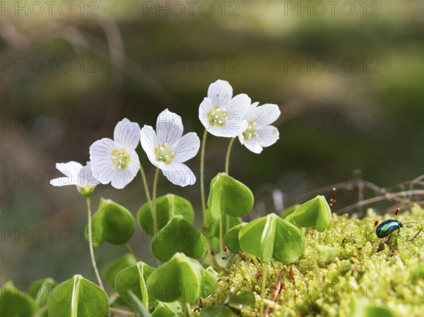 Wood sorrel (Oxalis acetosella), forest, Upper Bavaria, Germany