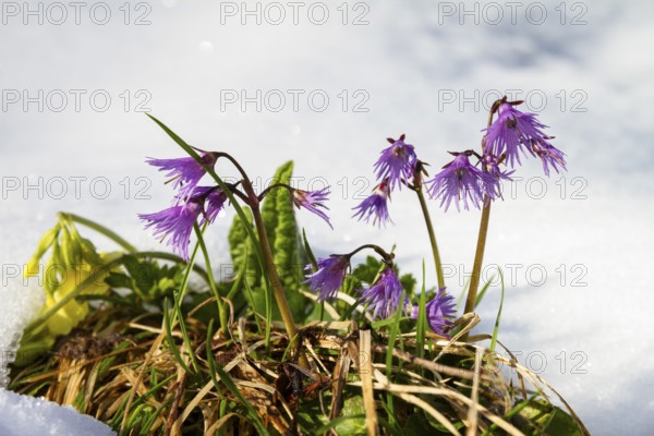 Soldanelle, true alpine bell (Soldanella alpina), snowmelt, Bavarian Alps, Upper Bavaria, Germany