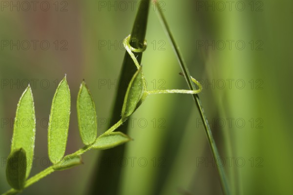 Vetch (Vicia spec.), leaf, tendril, Upper Bavaria, Germany