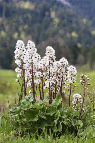 Red butterbur (Petasites hybridus), seed head, fruiting, Upper Bavaria, Germany, Europe / Common butterbur (Petasites hybridus), fruiting, Upper Bavaria, Europe