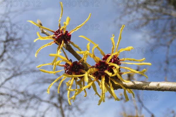 Witch hazel (Hamamelis spec.) in the garden, flowering, spring, Bavaria, Germany