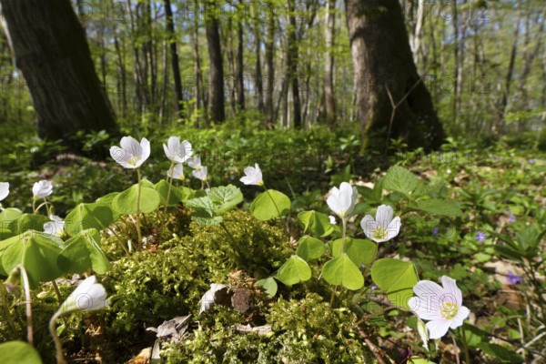 Wood sorrel (Oxalis acetosella), in deciduous forest, spring, Upper Bavaria, Germany