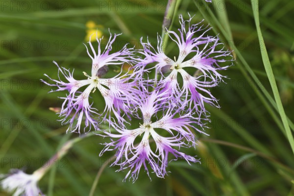 Dianthus superbus, close-up of flowers, Upper Bavaria, Germany