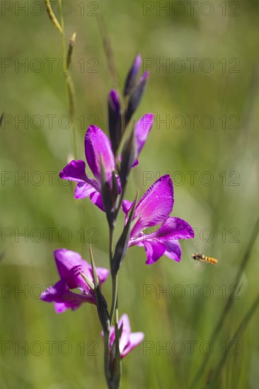 Swamp gladiolus (Gladiolus palustris), Upper Bavaria, Germany