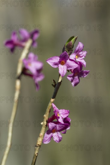 Daphne (Daphne mezereum), blossoms, spring, close-up, Upper Bavaria, Germany
