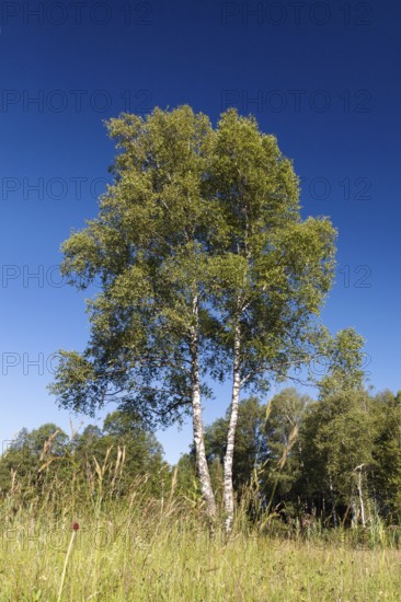 Bog birch (Betula pubescens), Tree of the Year 2023, Upper Bavaria, Germany