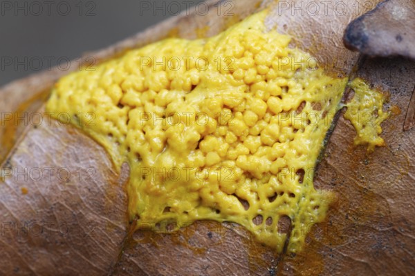 Dog vomit slime mould (Fuligo septica), witch's butter, slime mould, Upper Bavaria, Germany