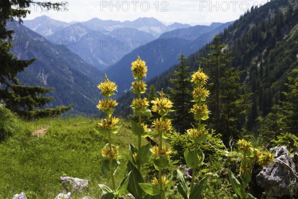 Gellber gentian (Gentiana lutea), Ammergau Alps, Upper Bavaria, Germany