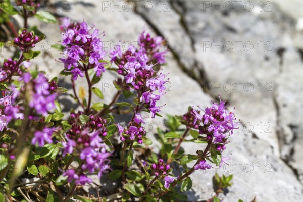 Thyme (Thymus serpyllum), Ammergau Alps, Upper Bavaria, Germany
