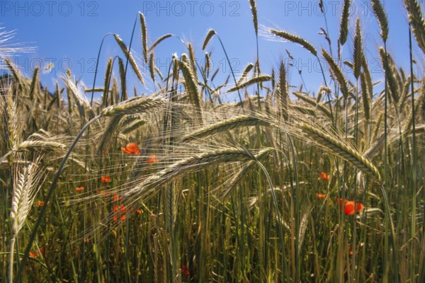 Rye field (Secale cereale), with poppies, Upper Bavaria, Germany