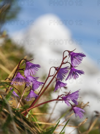 Soldanella alpina, Soldanelle, Wetterstein Mountains, Alps, Upper Bavaria, Germany, Europe, portrait format