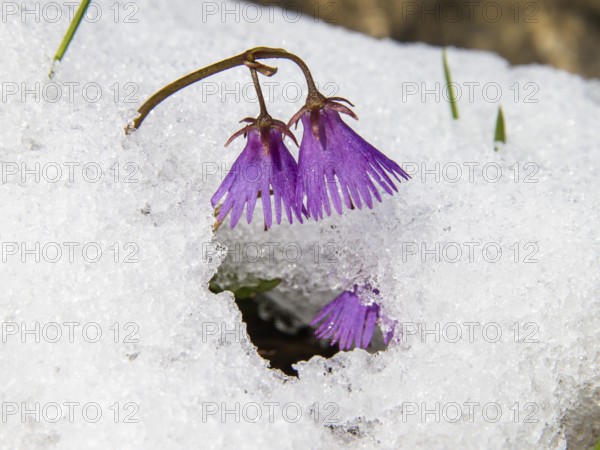 Soldanella alpina, Soldanelle, snowmelt, Alps, Upper Bavaria, Germany