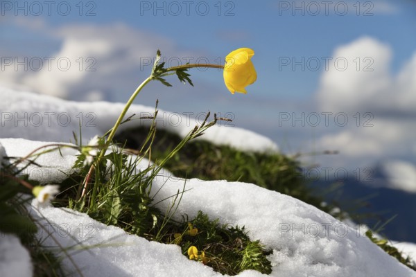 Trollflower in the snow (Trollius europaeus), spring, Bavarian Alps, Germany