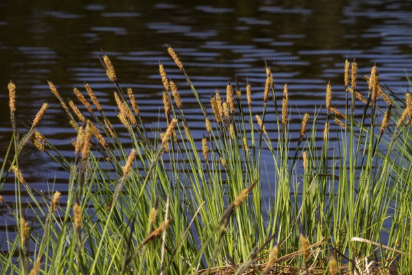 Carex elata (Carex elata), Moorsee, Upper Bavaria, Germany