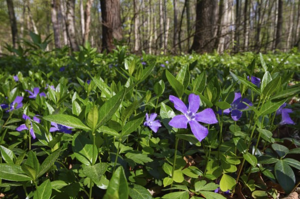 Lesser periwinkle (Vinca minor), in deciduous forest, spring, Upper Bavaria, Germany