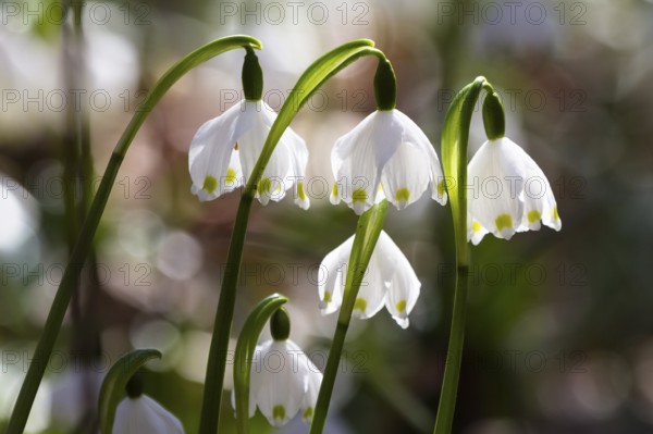 Spring snowflake, spring knot flower (Leucojum vernum), spring in deciduous forest, Upper Bavaria, Germany