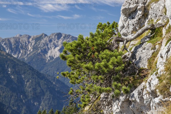 Mountain pine (Pinus mugo), mountain pine, mountain pine, Alps, Austria