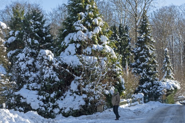 Snowy conifers, walker, winter, snow, Sieversen, Samtgemeinde Rosengarten, Lower Saxony, Germany