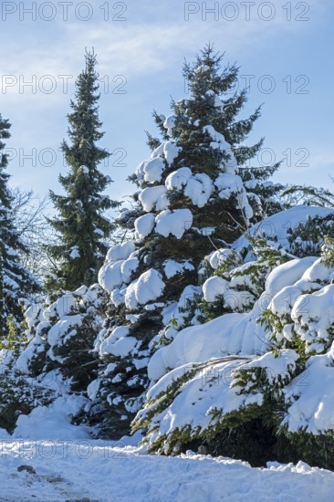 Snowy conifers, winter, snow, Sieversen, Samtgemeinde Rosengarten, Lower Saxony, Germany