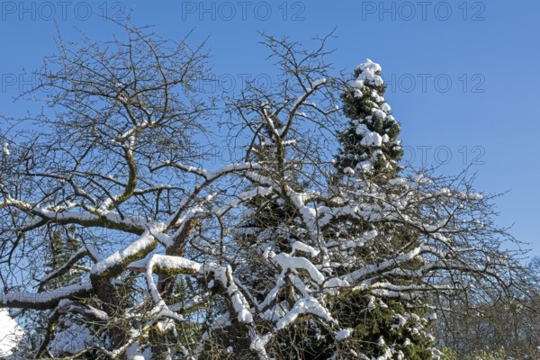 Snowy trees, winter, snow, Sieversen, Samtgemeinde Rosengarten, Lower Saxony, Germany