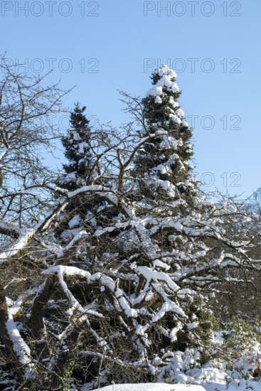 Snowy trees, winter, snow, Sieversen, Samtgemeinde Rosengarten, Lower Saxony, Germany