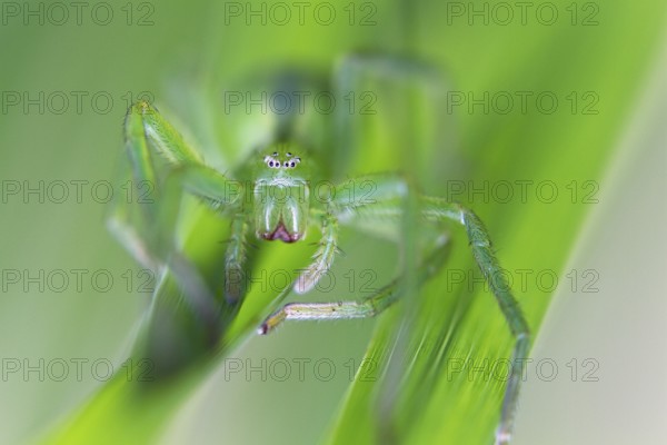 Green huntsman spider (Micrommata virescens), camouflaged in the grass, close-up, Upper Bavaria, Germany