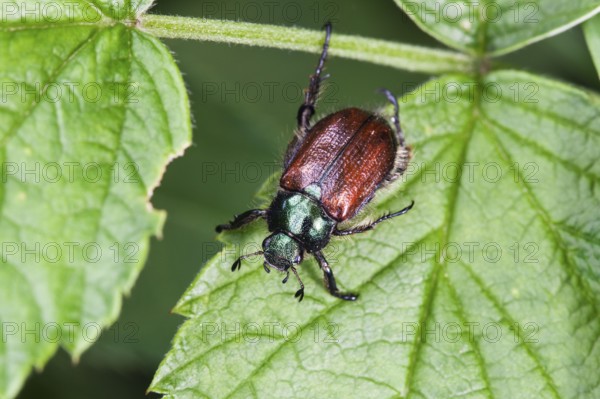 Garden chafer (Phyllopertha horticola), Upper Bavaria, Germany