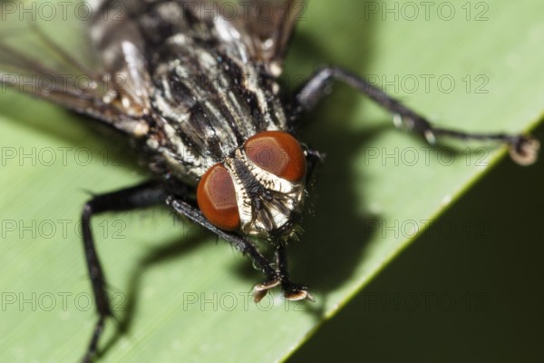 Insect, flesh fly (Sarcophaga sp.), fly eyes, compound eyes, Bavaria, Germany