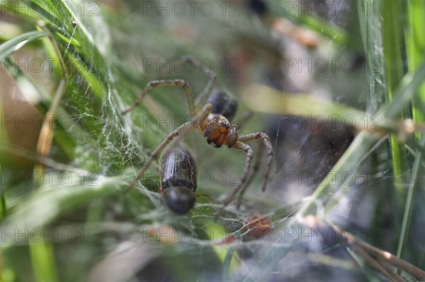 Funnel-web spider (Agelenidae), with prey, click beetle, Upper Bavaria, Germany