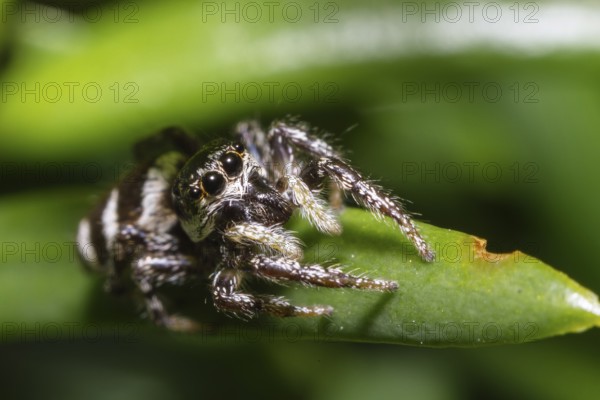 Zebra jumping spider (Salticus scenicus), Upper Bavaria, Germany