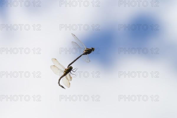 Peat mosaic dragonfly (Aeshna juncea), mating, male and female in flight, Alps, Upper Bavaria, Germany