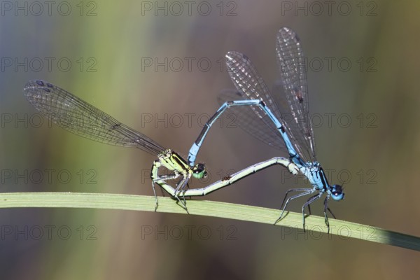 Horseshoe damselflies, mating wheel, (Coenagrion puella), Upper Bavaria, Germany