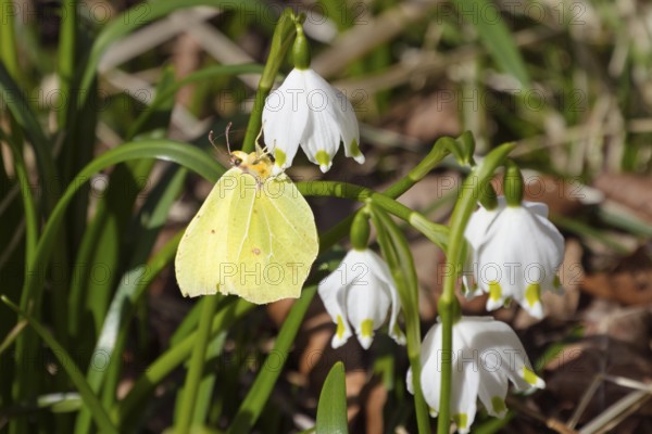 Lemon butterfly, Gonepteryx rhamni, on fairy tale cups, spring knot flowers, Leucojum vernum, spring in deciduous forest, Upper Bavaria, Germany