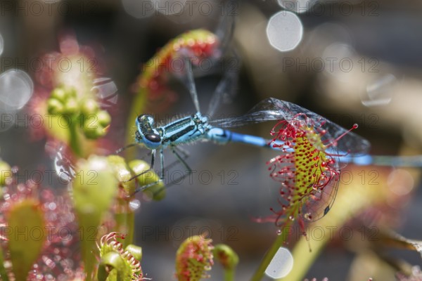 Oblong-leaved sundew (Drosera intermedia), with captured horseshoe crab (Coenagrion puella), Bavaria, Germany
