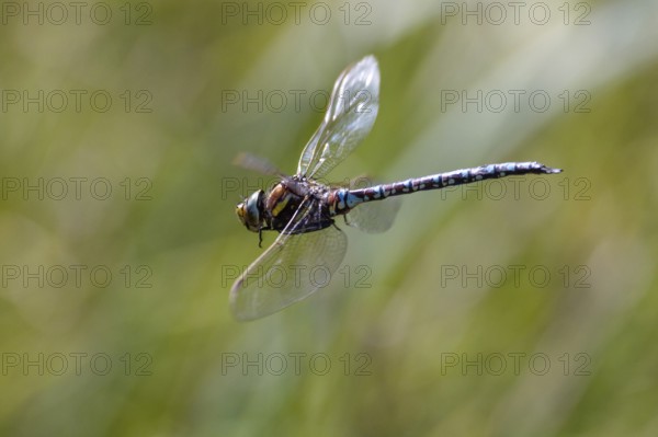 Peat mosaic dragonfly (Aeshna juncea), male in flight, Alps, Upper Bavaria, Germany