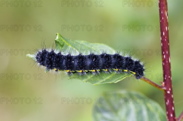 Small emperor moth (Saturnia pavonia), young caterpillar, Upper Bavaria, Germany