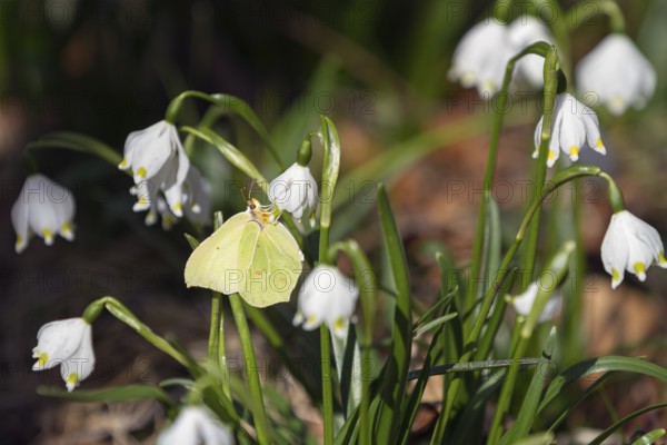 Lemon butterfly (Gonepteryx rhamni), on Maerzenbecher, spring knotweed (Leucojum vernum), spring in deciduous forest, Upper Bavaria, Germany