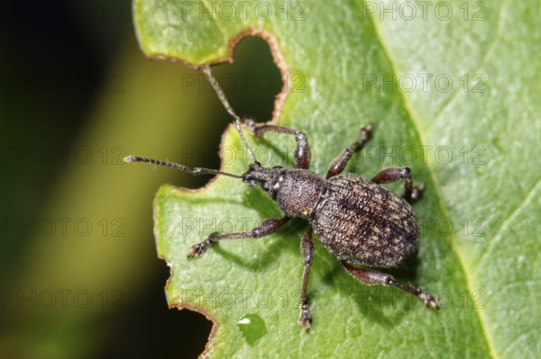 Large European weevil (Otiorhynchus sulcatus), pest on rhododendron leaf with feeding picture, Upper Bavaria, Germany