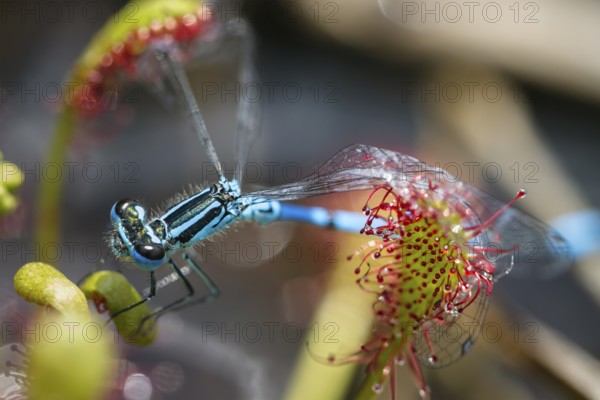 Oblong-leaved sundew (Drosera intermedia), with captured horseshoe crab (Coenagrion puella), Upper Bavaria, Germany