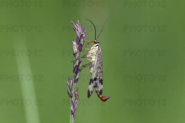 Scorpion fly (Panorpa communis), male, Upper Bavaria, Germany