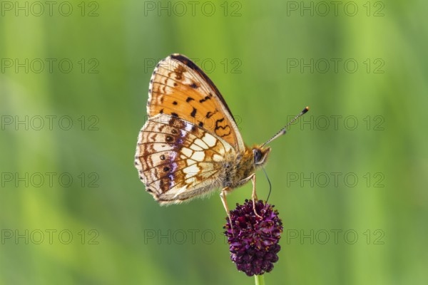 Dark Green Fritillary (Brenthis ino), on great burnet (Sanguisorba officinalis), Upper Bavaria, Germany
