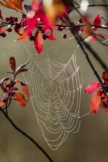Spider's web of a wheel web spider (Araneidae) in a European monkey puzzle (Euonymus europaea), autumn, Upper Bavaria, Germany
