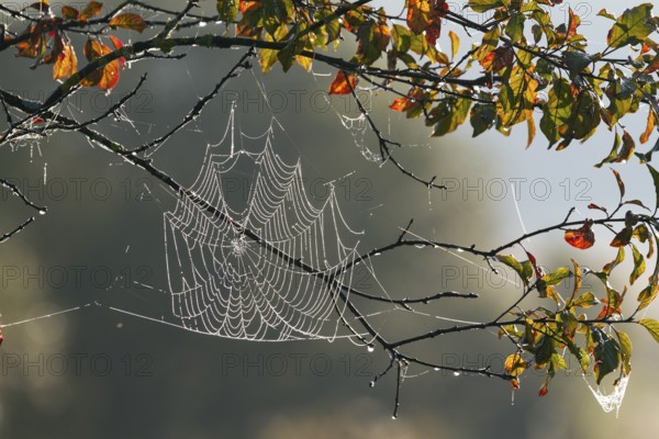 Spider web, wheel web spider, (Araneidae) in deciduous tree with dew drops, autumn, Upper Bavaria, Germany