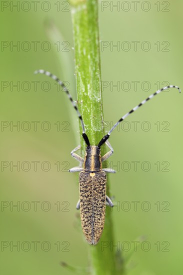 Thistle buck (Agapanthia cardui), Upper Bavaria, Germany